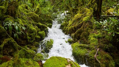 Рицинский нацпарк 