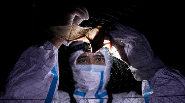 Эколог по летучим мышам, распутывает летучую мышь из сети в Филиппинском университете Лос-Баньос - Sputnik Абхазия