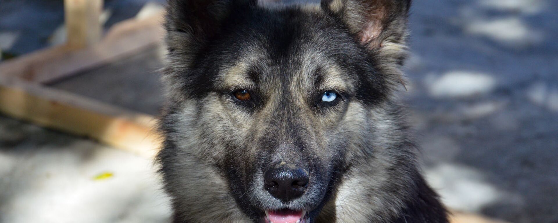 Собака с разным цветом глаз  - Sputnik Абхазия, 1920, 30.07.2021