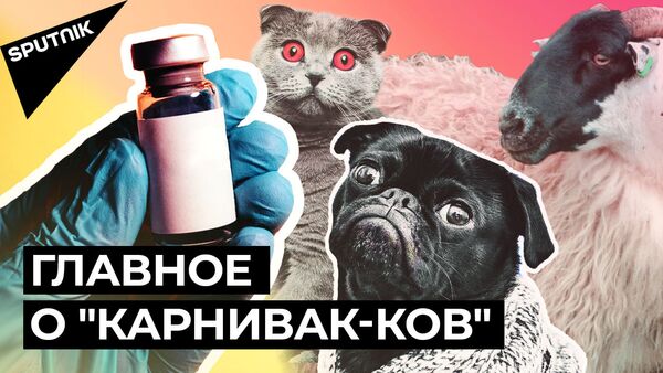 Первую в мире вакцину от COVID-19 для животных зарегистрировали в России - Sputnik Абхазия