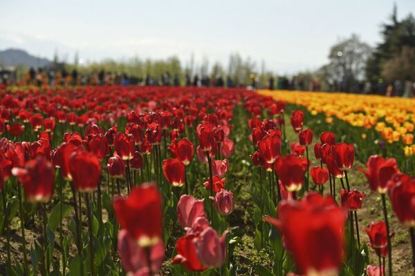 Тюльпаны изображены во время открытия фестиваля тюльпанов в саду тюльпанов в Шринагаре  - Sputnik Абхазия