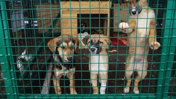 Отлов бездомных собак во Владикавказе - Sputnik Абхазия