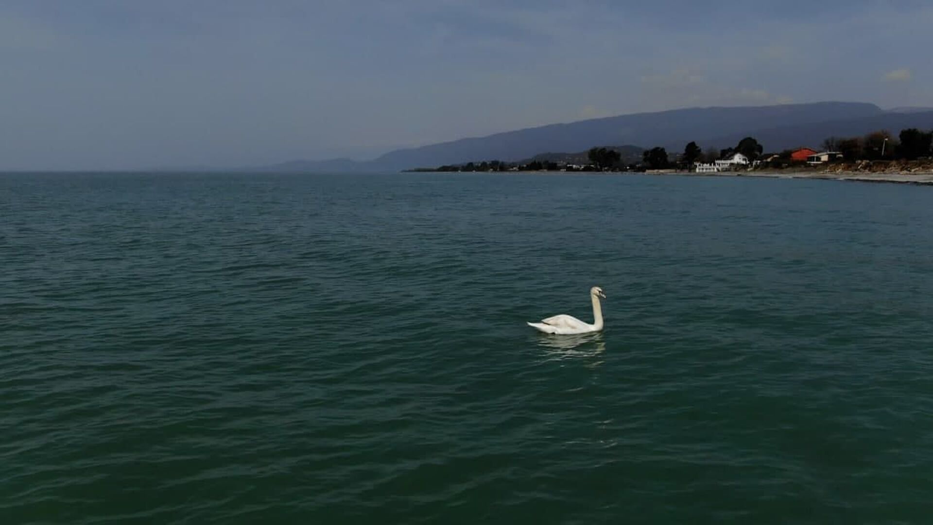 Белый лебедь в Черном море: почему птица поселилась у сухумского берега - Sputnik Абхазия, 1920, 08.04.2021