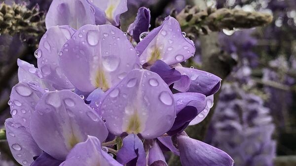Глициния в дождь  - Sputnik Абхазия