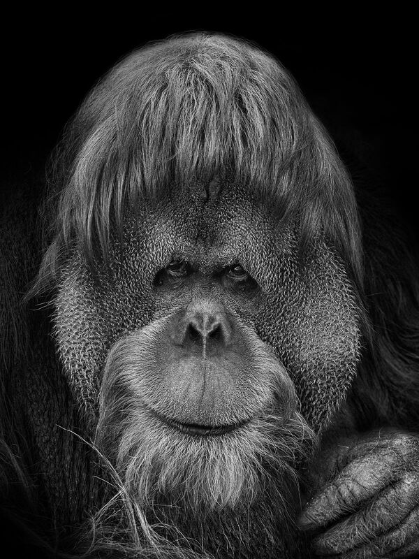 Снимок из авторской фотосерии российского фотохудожника Михаила Киракосяна «Мы похожи на вас», героями которой стали животные Московского зоопарка - Sputnik Абхазия