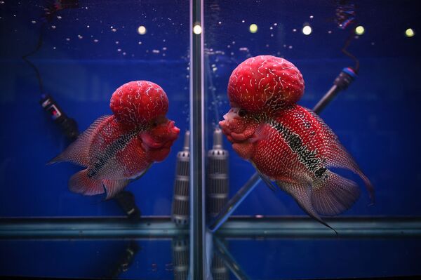 Две цихлиды смотрят друг на друга через отдельные стеклянные резервуары на выставке тропических и декоративных рыб в Бангкоке - Sputnik Абхазия