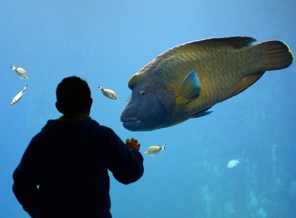 Рыба-наполеон в недавно открывшемся Африканариуме во Вроцлавском зоопарке в Польше  - Sputnik Абхазия