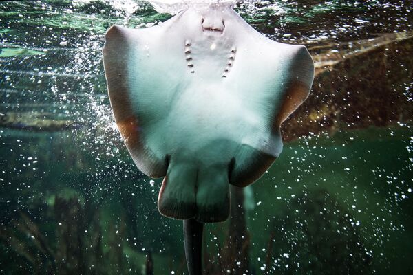 Скат манта плавает в бассейне Большого аквариума в Сен-Мало, Франция - Sputnik Абхазия