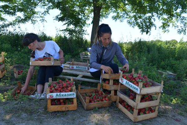 Собранные ягоды обязательно нужно сортировать  - Sputnik Абхазия