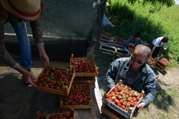 Ящики с клубникой грузят в прицеп трактора, который отвезет груз к холодильнику для хранения ягод - Sputnik Абхазия