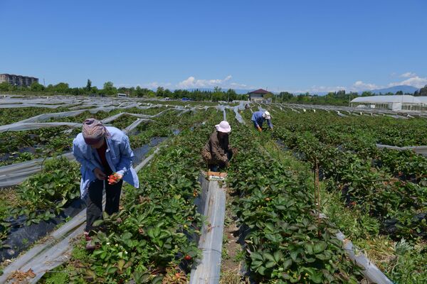 Так собирают клубнику на сельхозпредприятии в Дранде  - Sputnik Абхазия