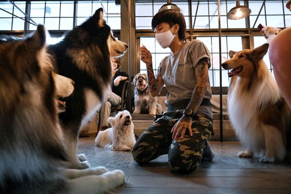 Сотрудник кафе Dog In Town с собаками в Бангкоке  - Sputnik Абхазия