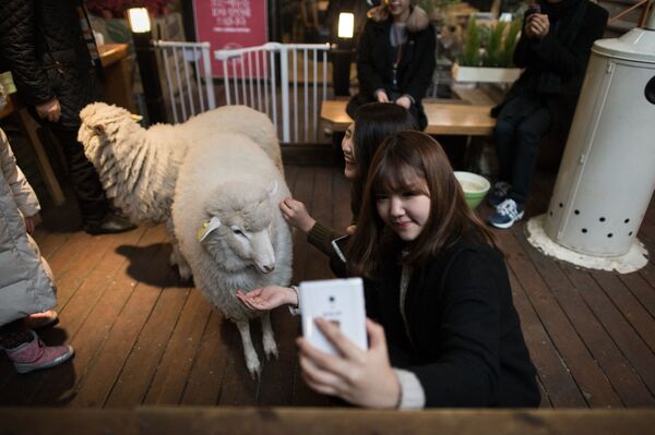 Девушки с овцами в кафе в Сеуле  - Sputnik Абхазия