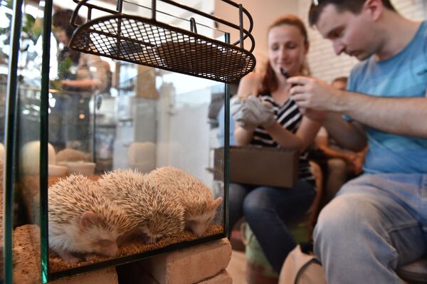 Туристы из Австралии с ежами в кафе Harry Hedgehog в Токио  - Sputnik Абхазия