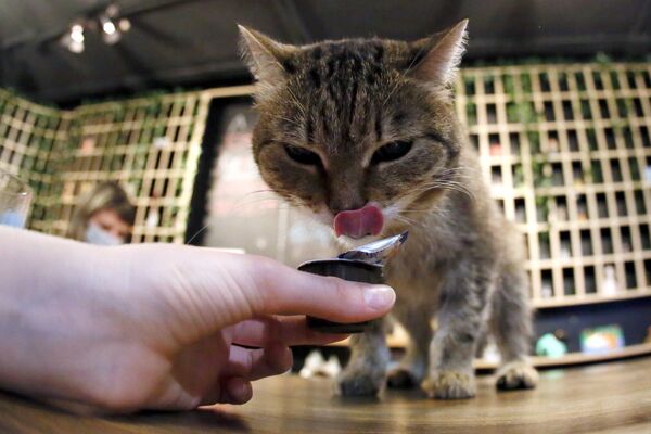Посетительница кормит кошку в котокафе Кис-кис в Красноярске - Sputnik Абхазия