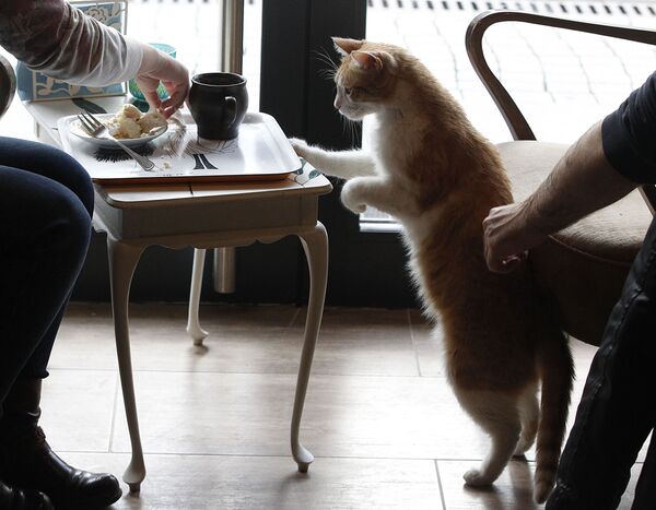 Посетители кафе Miau Cafe с кошкой в Варшаве  - Sputnik Абхазия