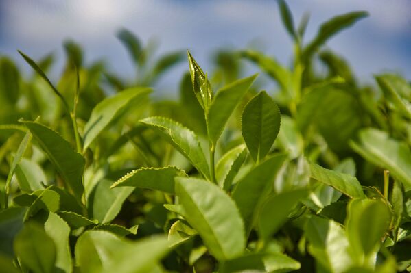 Чай на плантации растет трех видов. Самый мелкий считается высшим сортом. - Sputnik Абхазия