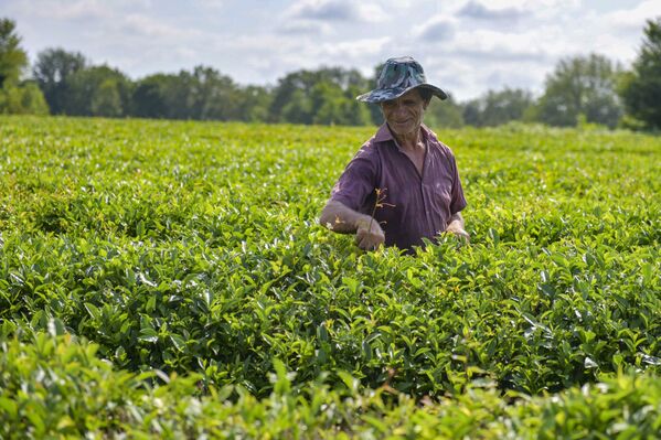 Работают на плантации в основном местные жители. За килограмм чая они получают 100-150 рублей в зависимости от сорта. - Sputnik Абхазия
