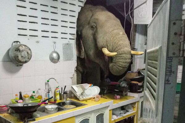 Пробивший стену жилого дома слон в Таиланде - Sputnik Абхазия