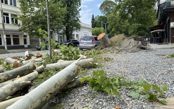 Сильный ветер повалил деревья в Сухуме  - Sputnik Абхазия