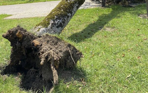Сильный ветер повалил деревья в Сухуме - Sputnik Абхазия