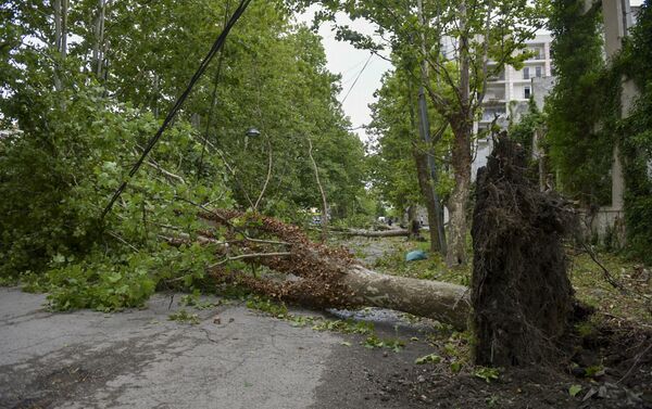 Сильный ветер в Сухуме повалил деревья  - Sputnik Абхазия