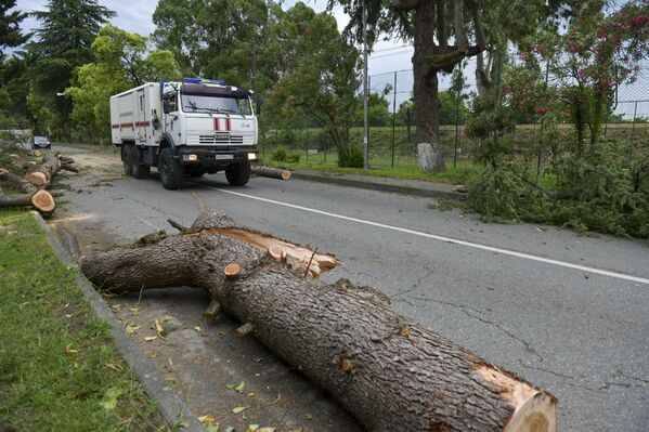 Упавшие деревья перекрыли движение автомобилей.  - Sputnik Абхазия