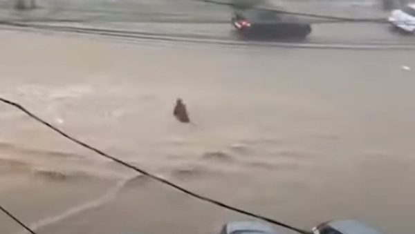 Женщину снесло потоком в Махачкале - Sputnik Абхазия