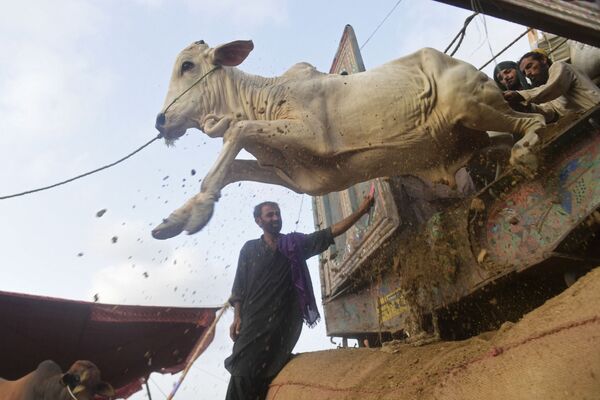 Торговцы выгружают скот из грузовика на предстоящем мусульманском фестивале Курбан-байрам в Карачи. - Sputnik Абхазия