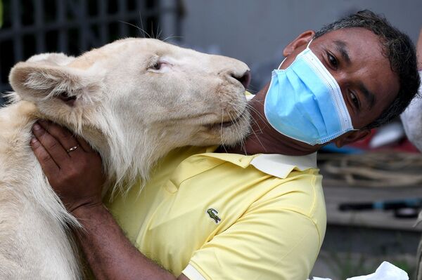 Работник зоопарка Камбоджи обнимается со львом Hima. - Sputnik Абхазия
