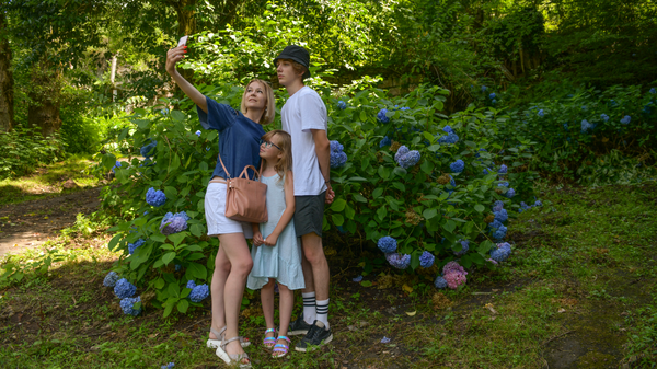 Цветущие гортензии в Акармаре - Sputnik Абхазия