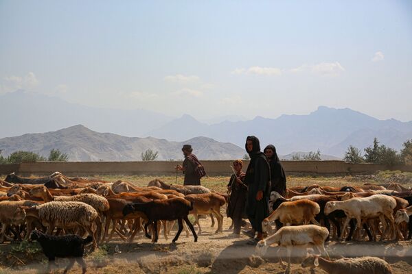 Афганские пастухи пасут овец рядом с авиабазой в Баграме. - Sputnik Абхазия