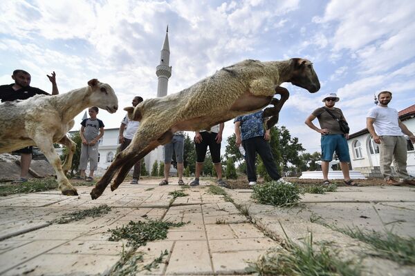 Мусульмане во время праздника Курбан-Байрам ловят барана в Крыму. - Sputnik Абхазия