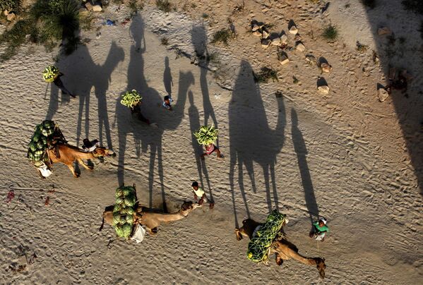 Индийские фермеры с верблюдами с арбузами в Аллахабаде - Sputnik Абхазия
