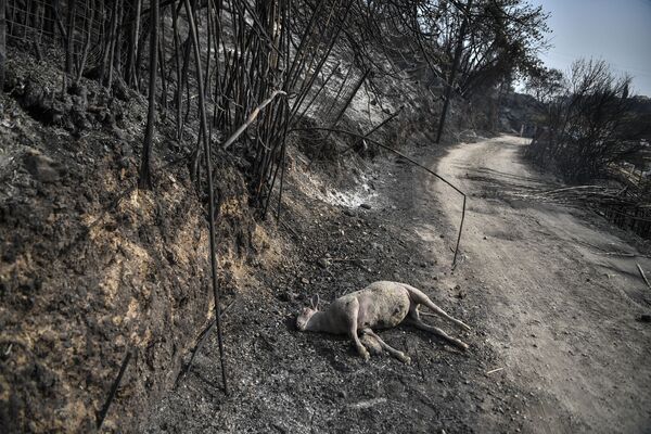 Мертвая овца на дороге после пожара у подножия горы Парнис, в 30 километрах к северу от Афин. - Sputnik Абхазия