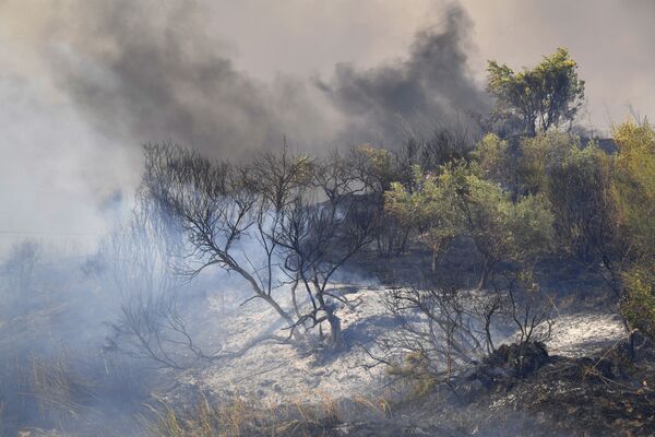 Леса Сицилии значительно пострадали от пожаров. - Sputnik Абхазия