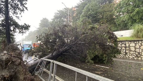 Дерево упало на проезжую часть в Сочи  - Sputnik Абхазия