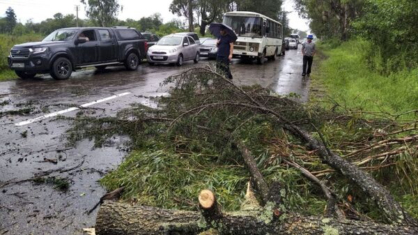 Дерево перекрыло проезжую часть в районе Киндги  - Sputnik Аҧсны