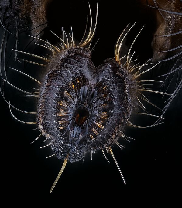 Снимок Proboscis of a housefly немецкого фотографа Oliver Dum, занявший пятое место в фотоконкурсе Nikon Small World 2021 - Sputnik Абхазия
