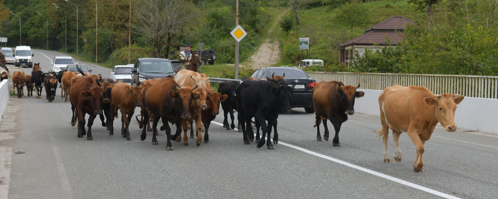 Отгонное скотоводство в Абхазии  - Sputnik Абхазия, 1920, 18.08.2025
