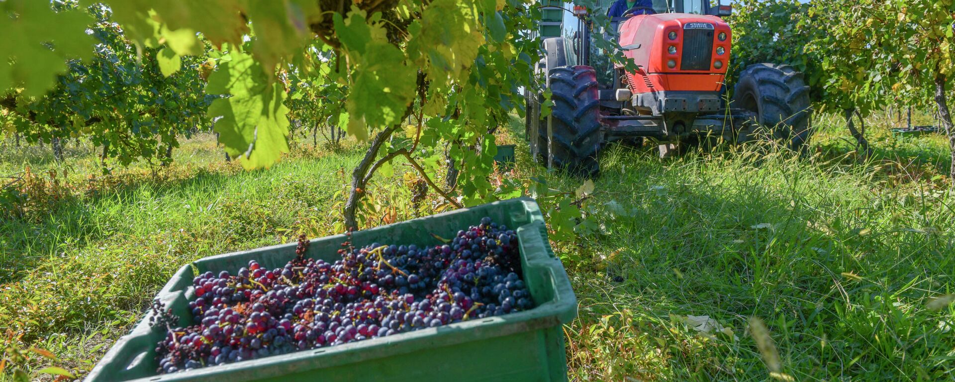 Винное дело: как собирают виноград в селе Гумиста  - Sputnik Абхазия, 1920, 13.10.2021
