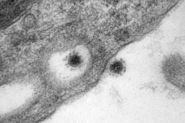 Центр Вектор опубликовал фото дельта-штамма коронавируса - Sputnik Абхазия