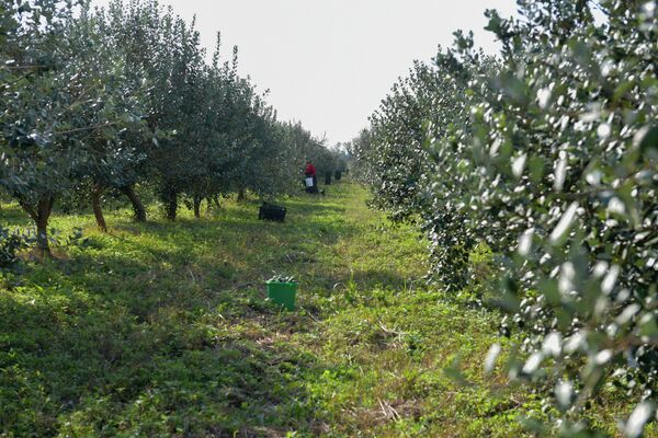 Зеленая ягода – один из главных экспортных товаров. В прошлом году из Абхазии в Россию вывезли 907 тонн фейхоа. - Sputnik Абхазия