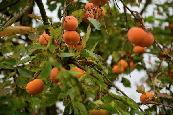 Осень в Абхазии  Осень в Абхазии  - Sputnik Аҧсны