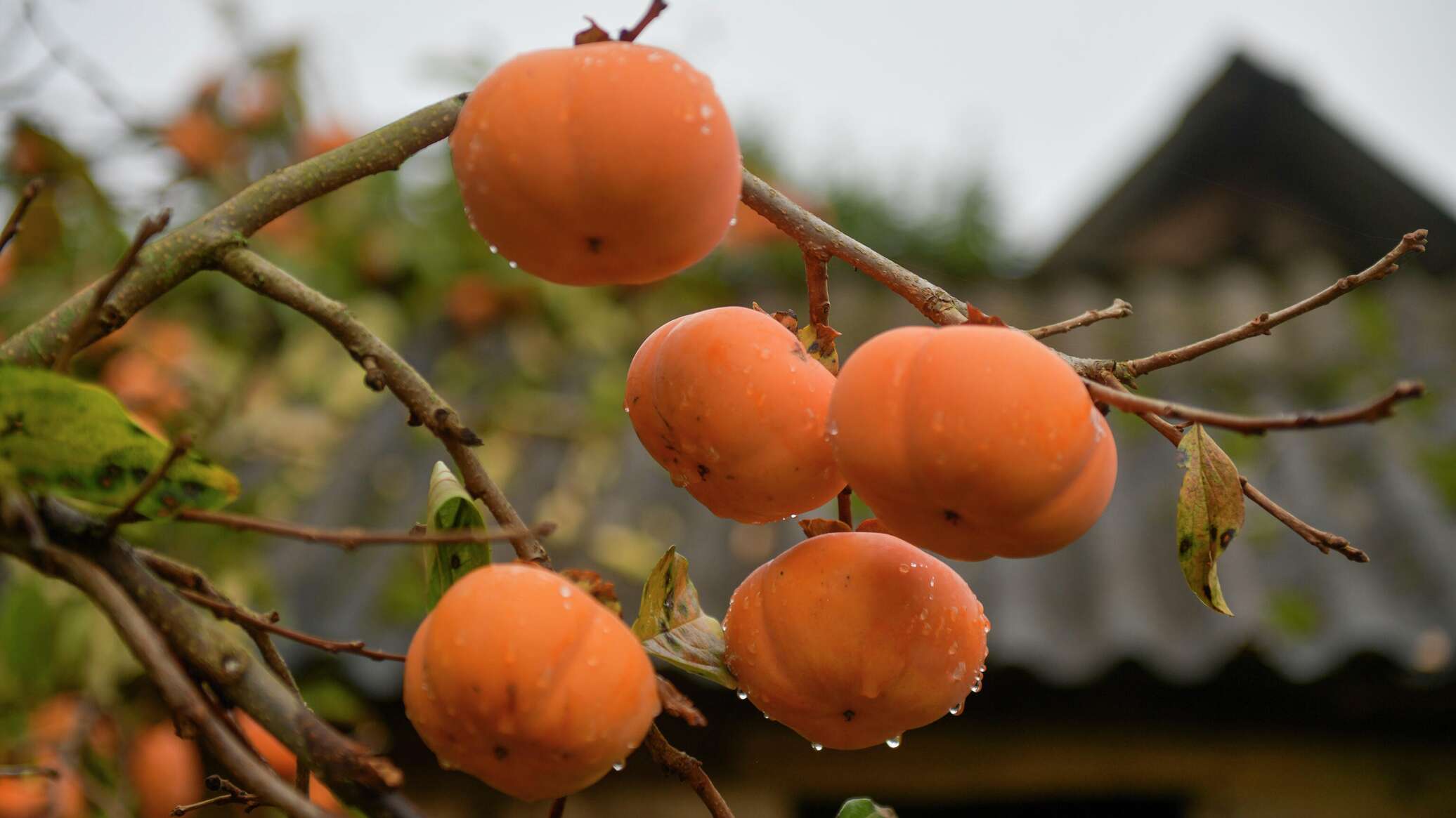 Orange queen. Хурма армянская. Хурма это фрукт или ягода. Сельское хозяйство Абхазии. Хурма Спутник (3 года).