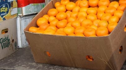 Экспорт цитрусовых из Абхазии в Россию достиг двух тысяч тонн