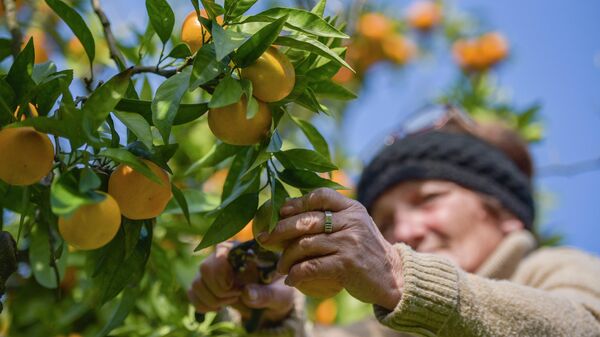 Сбор мандаринов в Абхазии  - Sputnik Абхазия