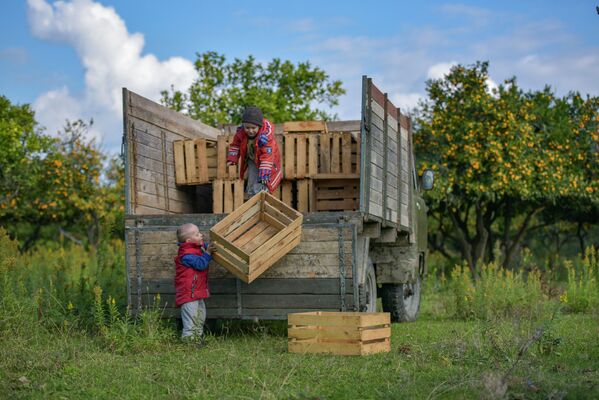Дети помогают разгружать ящики. - Sputnik Абхазия
