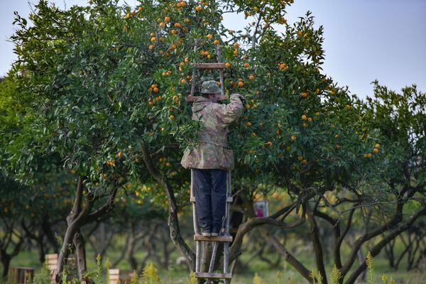 Сезон мандаринов: как в Абхазии собирают главный фрукт для экспорта - Sputnik Абхазия