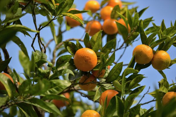 Сбор Сезон мандаринов: как в Абхазии собирают главный фрукт для экспортав Абхазии - Sputnik Абхазия